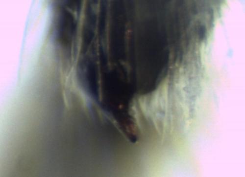 Réf. 334 954 : Hoplitis adunca
